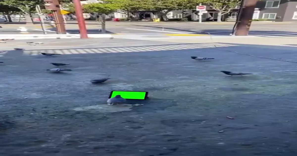 Pigeon Staring At Green Screen Meme Download Video