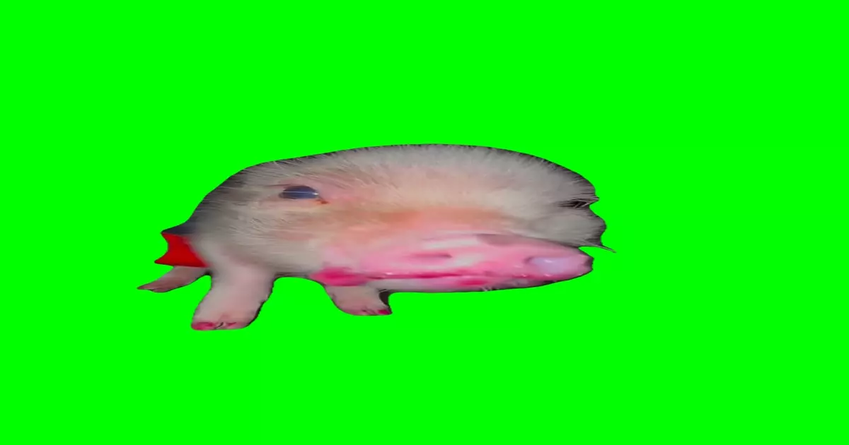 Piglet Eating Meme Download Video