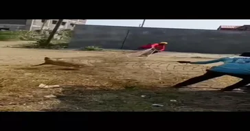 Quiet Piggy Meme Download | Video & Audio Meme Video