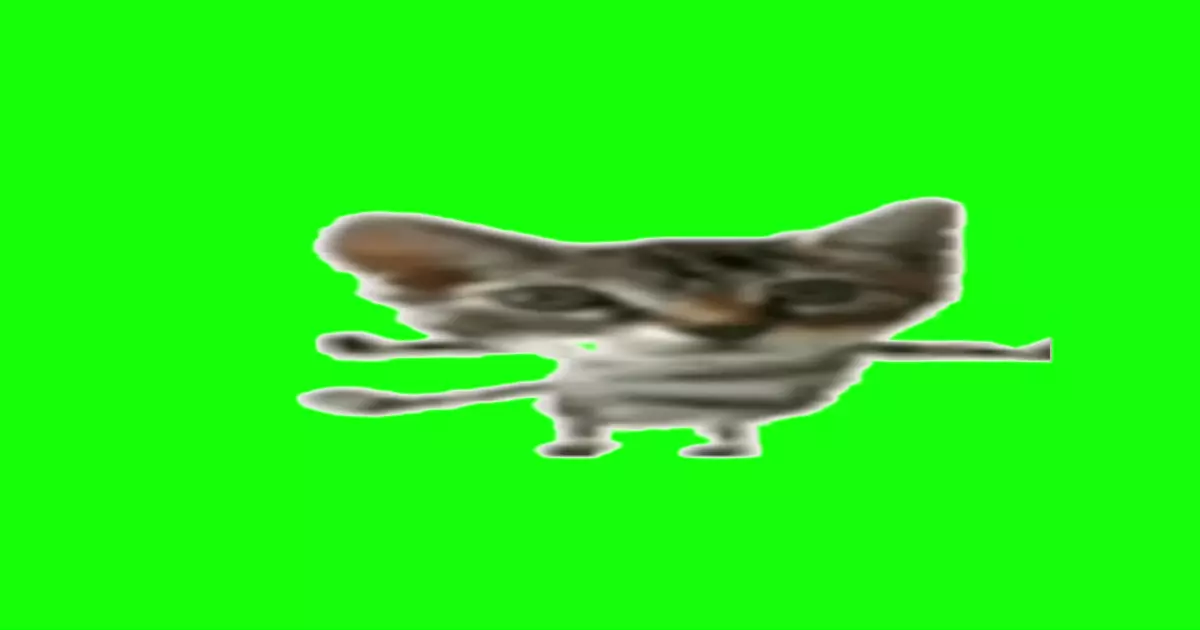 Pipipipi Cat Meme Download Video