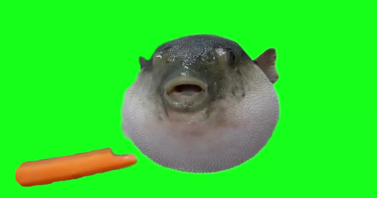 Pufferfish Eating Carrot Green Screen Meme Download Video