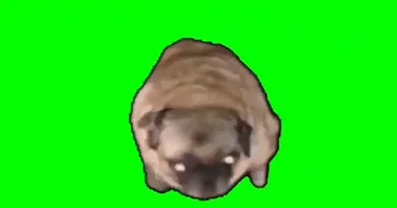 Pug Screaming Green Screen Meme Download | Video & Audio Meme Video
