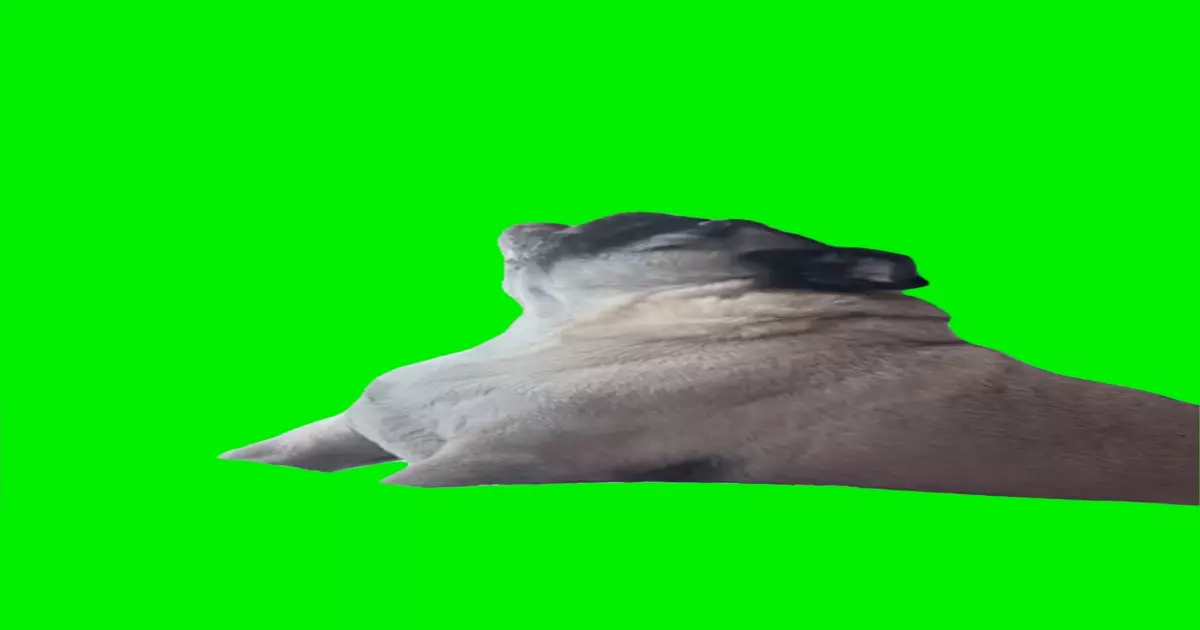 Pug Screaming Green Screen Meme Download Video