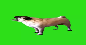 Pug Screaming Green Screen Meme Download | Video & Audio Meme Video