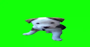 Puppy Meme Download | Video & Audio Meme Video