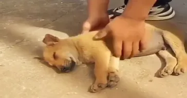 Puppy On A Rocking Horse Meme Download | Video & Audio Meme Video