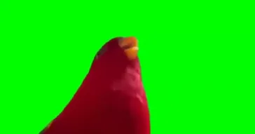 Red Bird Laughing Meme Video