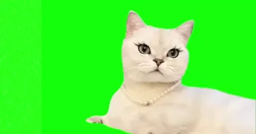 Chill Vibes Cat Meme Download | Video & Audio Meme Video