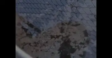 The Walking Dead Rick Grimes Crying Meme Download | Video & Audio Meme Video