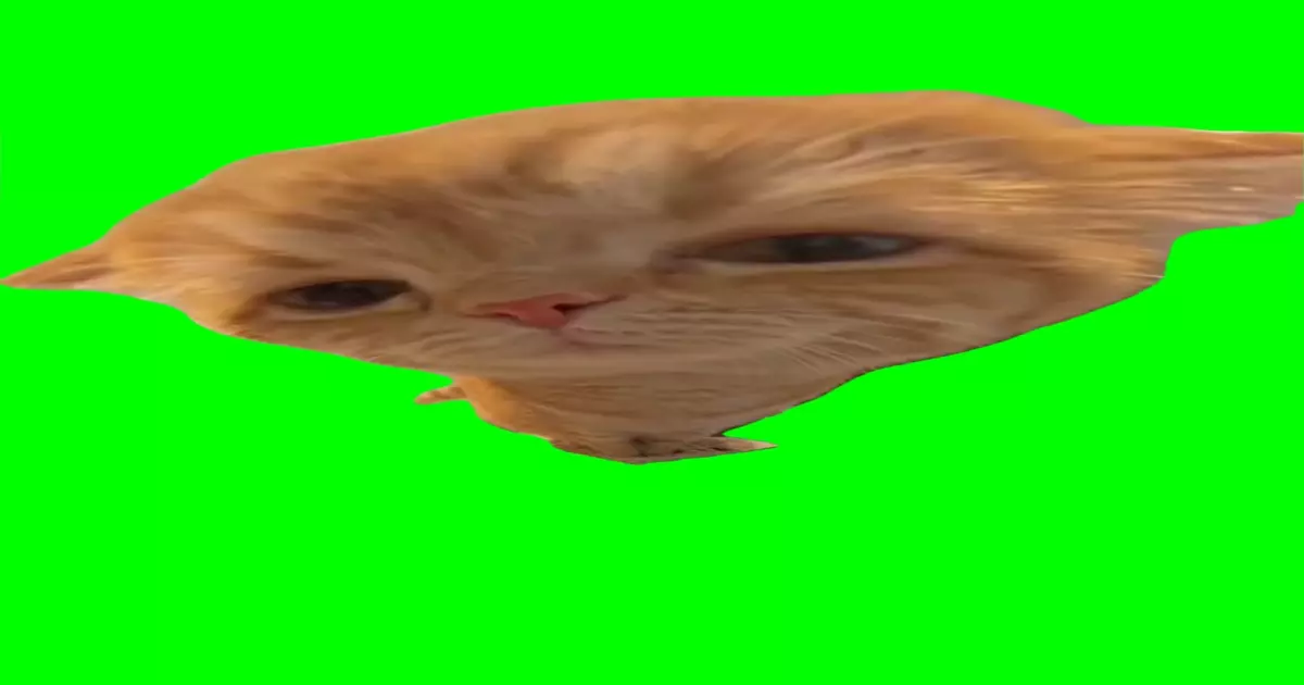 Rizzler Cat Meme Download Video