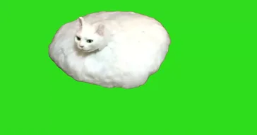 Romba Cat Meme Video
