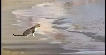 Sad Ariana Meme Download | Video & Audio Meme Video