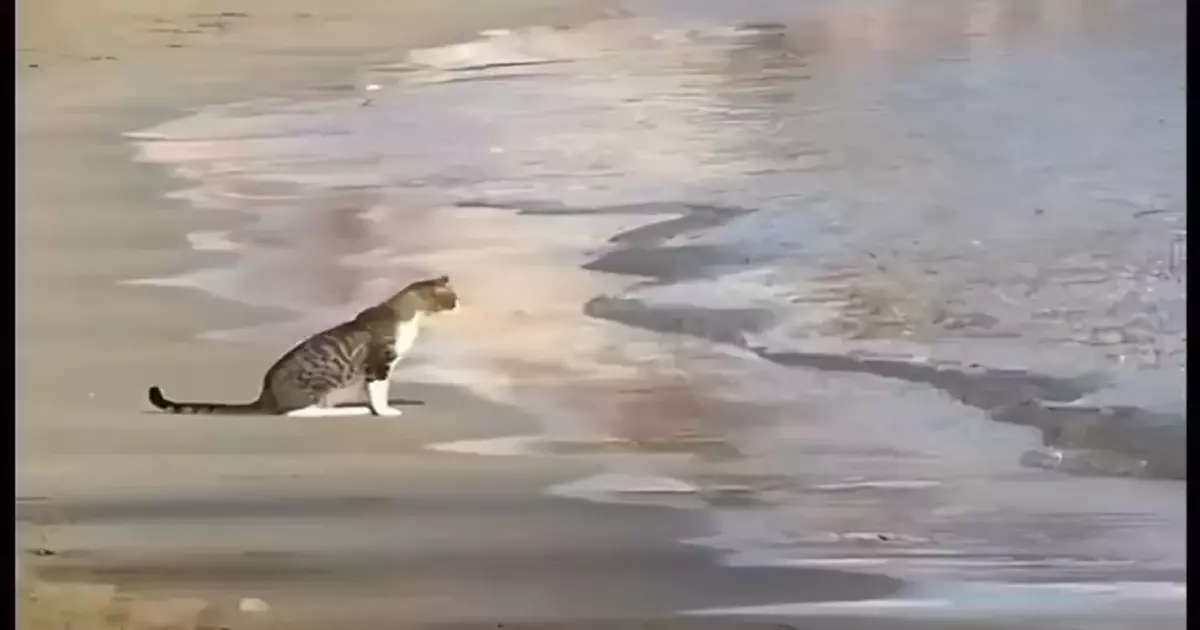 Sad Animals Meme Download Video