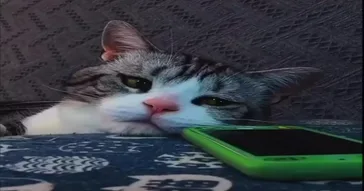 Crying Cat Meme Download | Video & Audio Meme Video