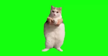 Cat And Dog Dancing Green Screen Meme Download | Video & Audio Meme Video