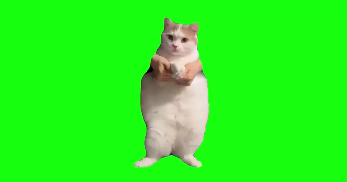 Sad Cat Dance In Green Screen Meme Download Video