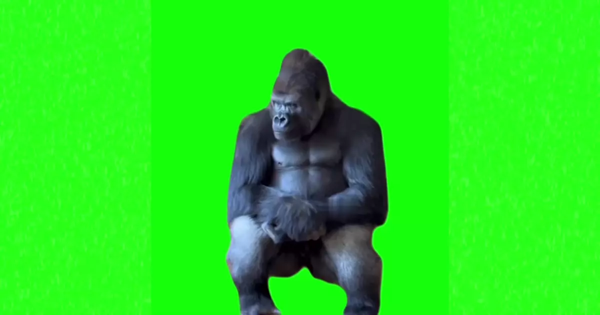 Sad Gorilla Meme Download Video