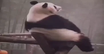 Dancing Panda Meme Download | Video & Audio Meme Video