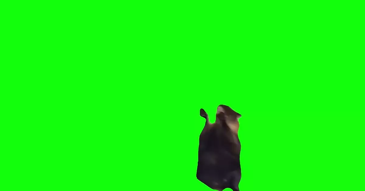 Screaming And Scratching Cat Meme Download Video