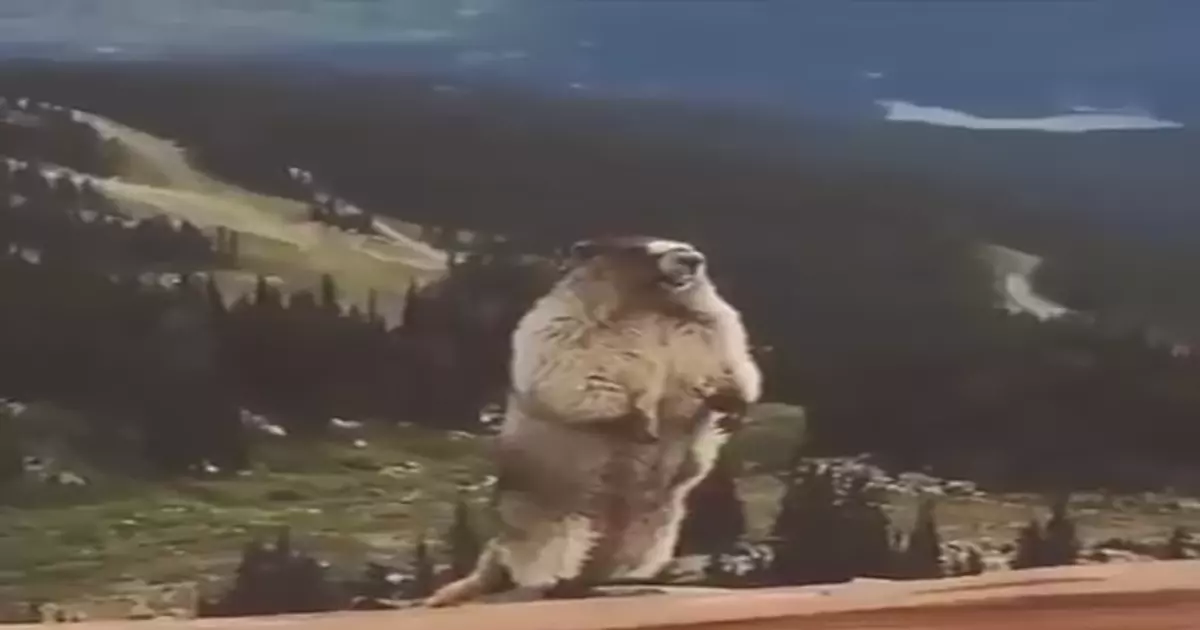 Screaming Beaver Meme Download Video