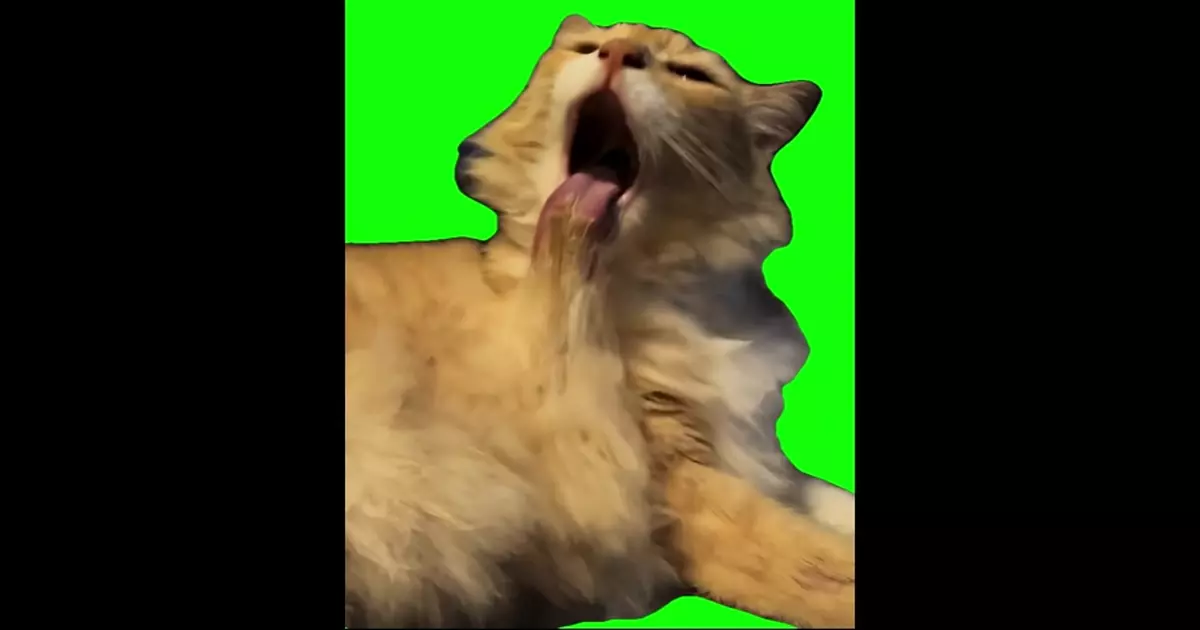 Screaming Cat Aaaaahhhh Green Screen Meme Download Video