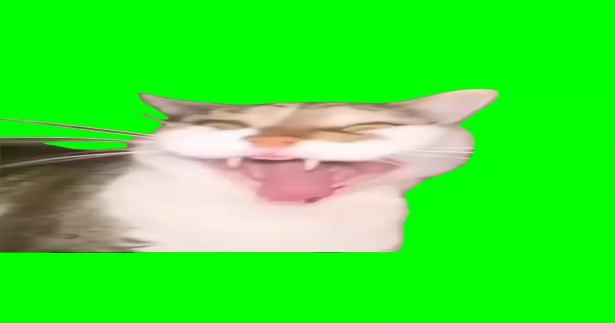 Screaming Cat Meme Download Video
