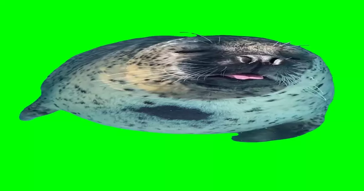Sea Lion Showing Tongue Green Screen Meme Download Video