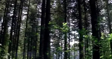 Sharukh Khan Crying Meme Download | Video & Audio Meme Video