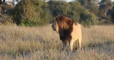 Shaved Meme Download | Video & Audio Meme Video