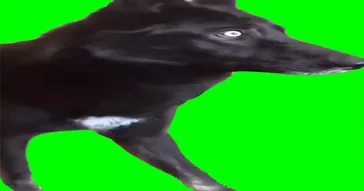 Dog Shocked Green Screen Meme Download | Video & Audio Meme Video