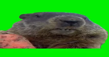 Dog Shocked Green Screen Meme Download | Video & Audio Meme Video