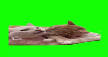 Kissing Hugging Loving Meme Download | Video & Audio Meme Video