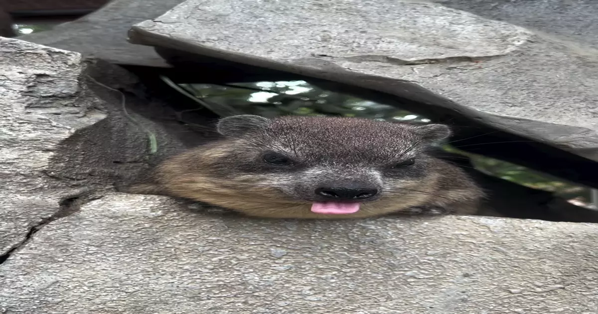 Showing Tongue Meme Download Video