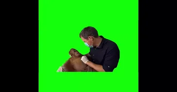 Sick Orangutan Monkey Green Screen Meme Video