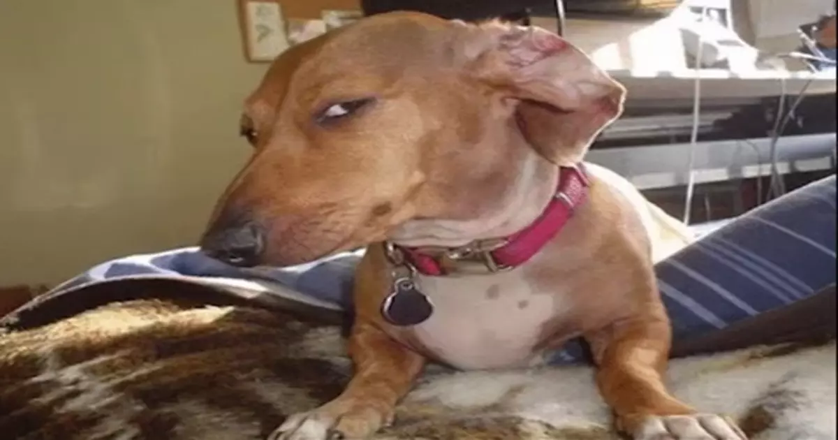 Side Eye Dog Meme Download Video
