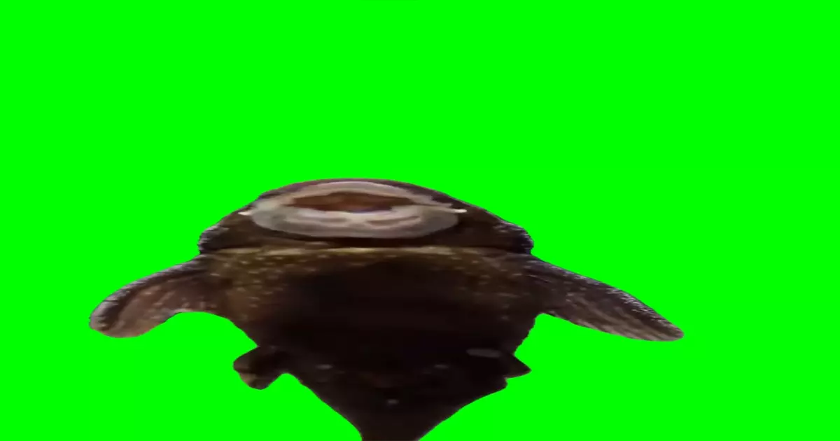 Singing Catffish Meme Download Video