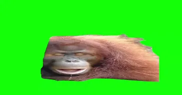 Silly Ape Meme Download | Video & Audio Meme Video