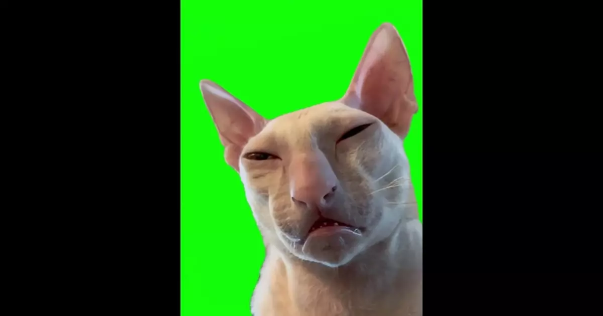Sleepy Cat Green Screen Meme Download Video