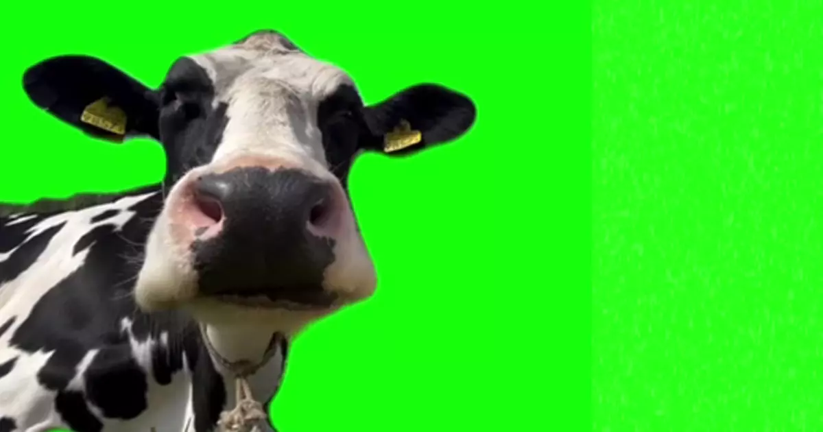 Smacking Lips Cow Meme Download Video