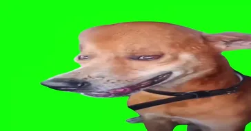 Cute Puppy Big Nose Green Screen Template Meme Download Video