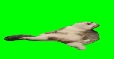 Sleeping Cat Meme Download | Video & Audio Meme Video