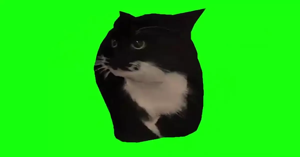Spinning Cat Dingus The Cat Green Screen Meme Download Video