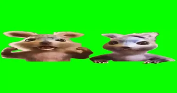 Dancing Raccoon Meme Download | Video & Audio Meme Video