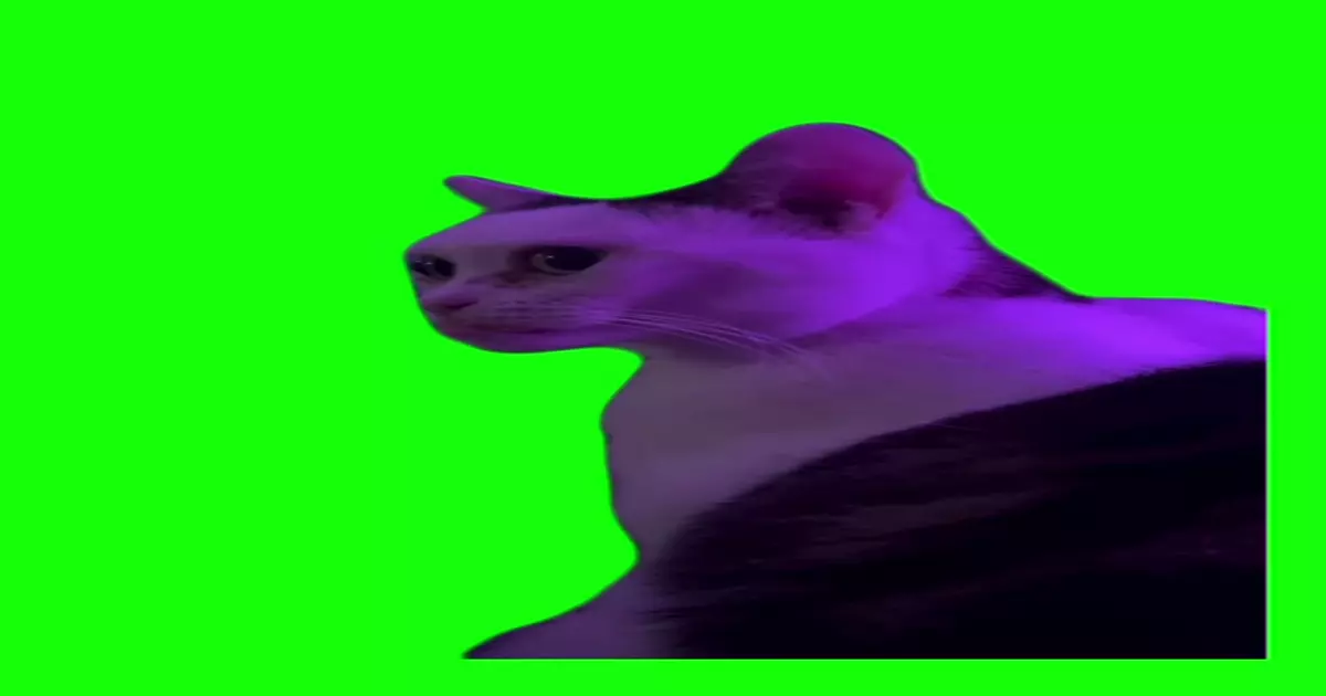 Staring Cat Meme Download Video