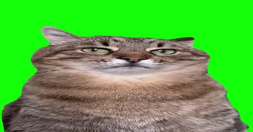Stepan Cat Stare Green Screen Video