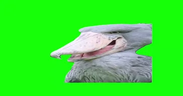 Stork Saying Hi Meme Video