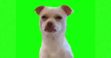 Dog Looking Up Meme Download | Video & Audio Meme Video