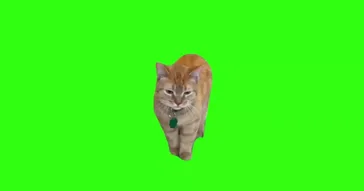 Chipi Chipi Chapa Chapa Cat Green Screen Meme Download Video