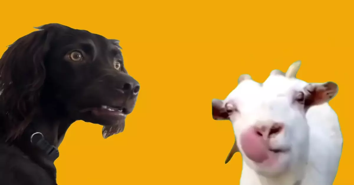 Talking Goat Meets Listening Dog Meme Download Video