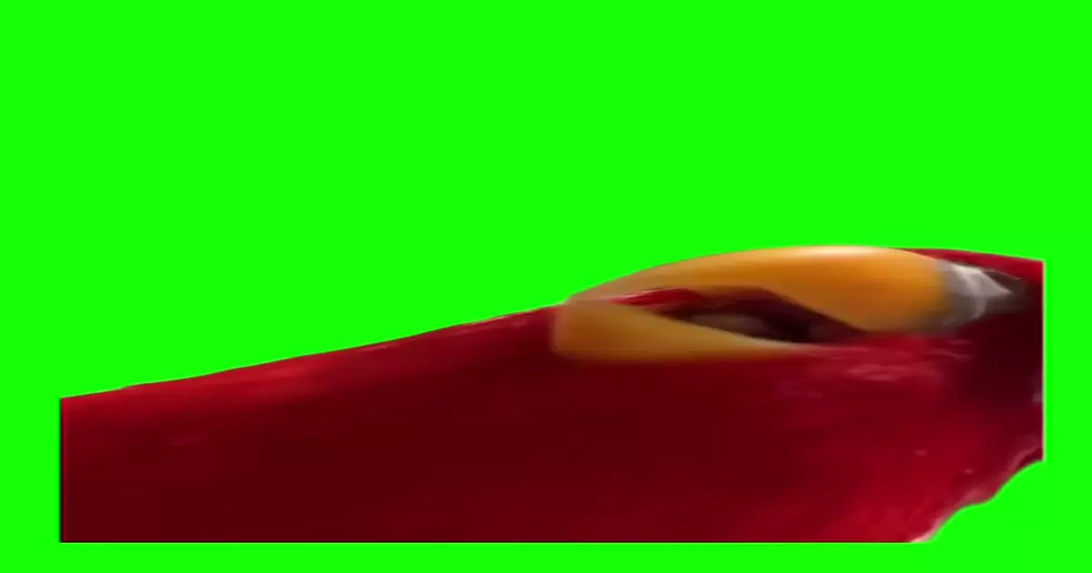 Talking Parrot Meme Download Video
